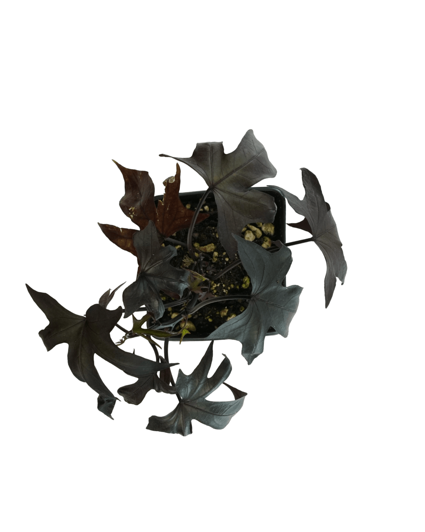 Ipomoea 'Blackie' - The Garden Corner