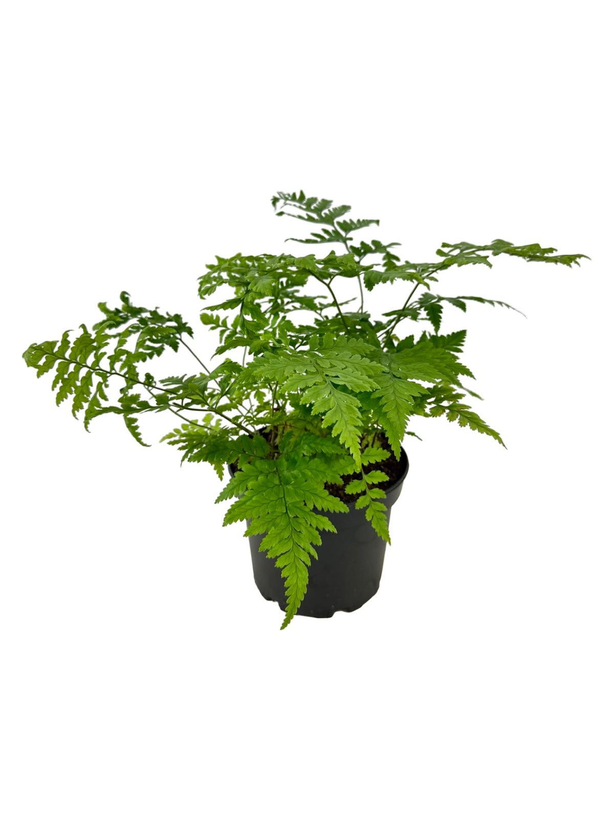 Rumohra adiantiformis - House Plants