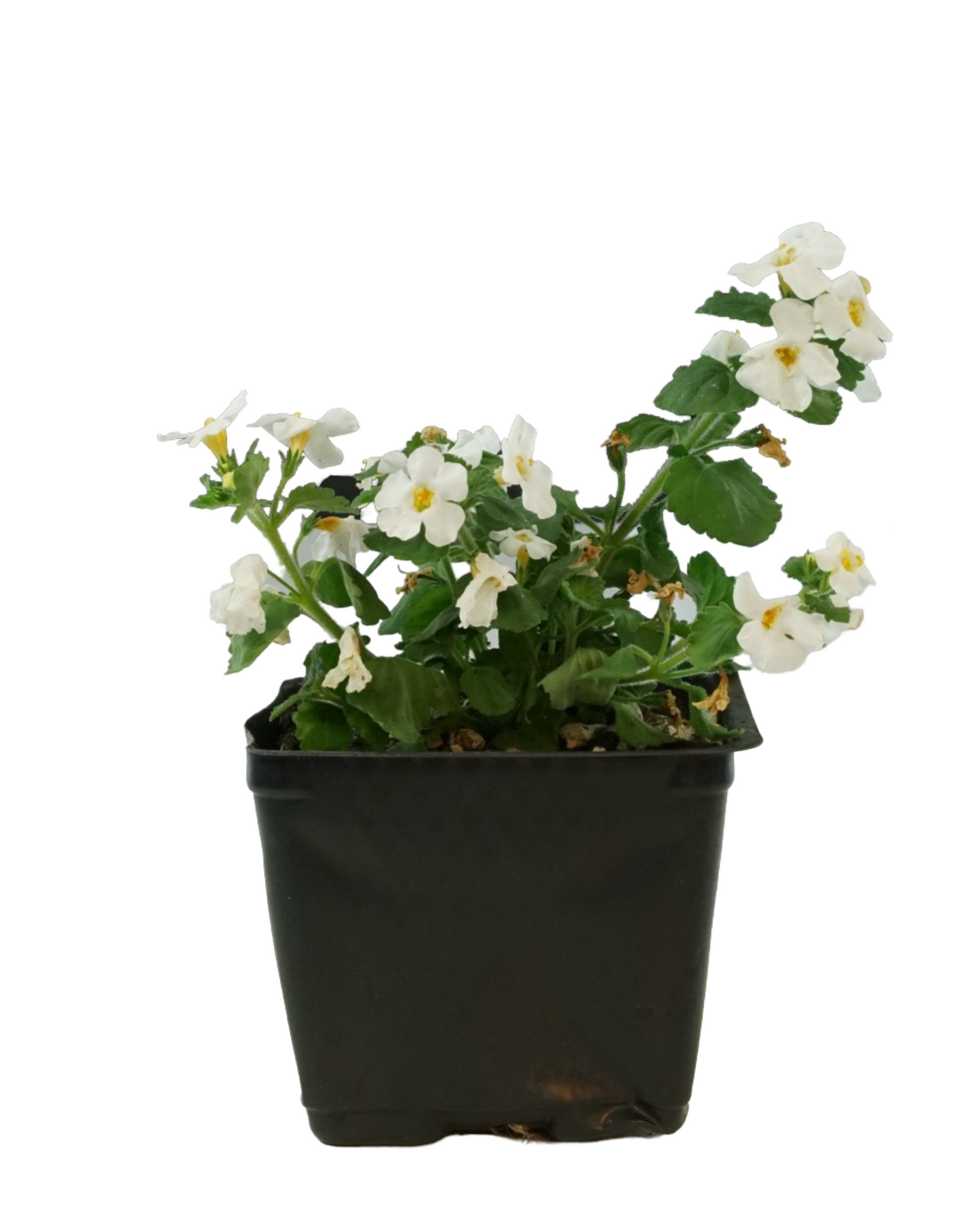 Bacopa 'MegaCopa White'