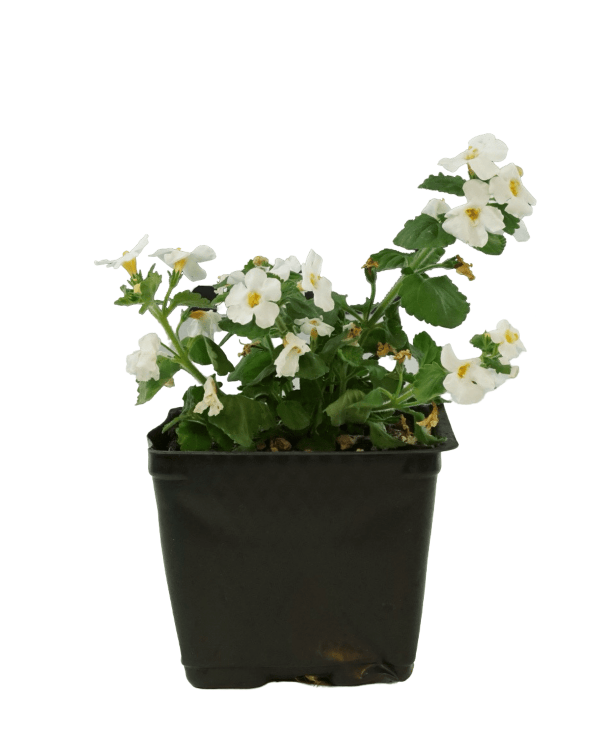 Bacopa 'MegaCopa White' - Annuals