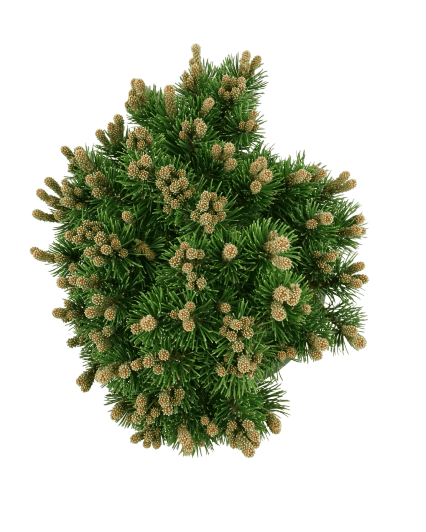 Pinus mugo 'Sherwood Compact' - The Garden Corner