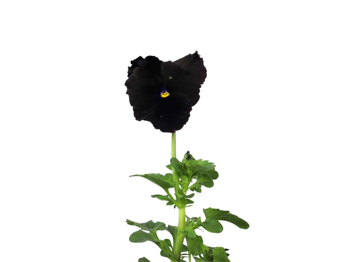 Pansy - Seasonal Plant