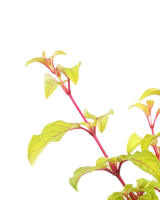 Fuchsia 'Golden Gate' - The Garden Corner