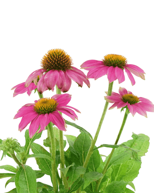 Echinacea pupurea PowWow® 'Wild Berry' - The Garden Corner