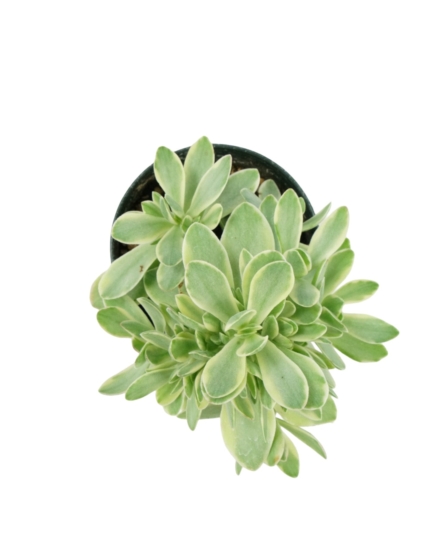 Crassula swaziensis 'Variegata' - The Garden Corner