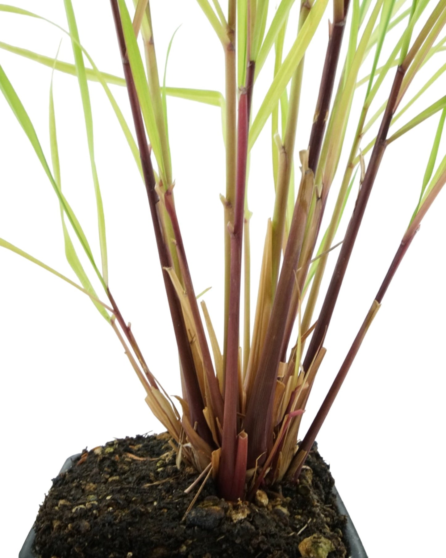 Cymbopogon citratus (Lemongrass) - The Garden Corner