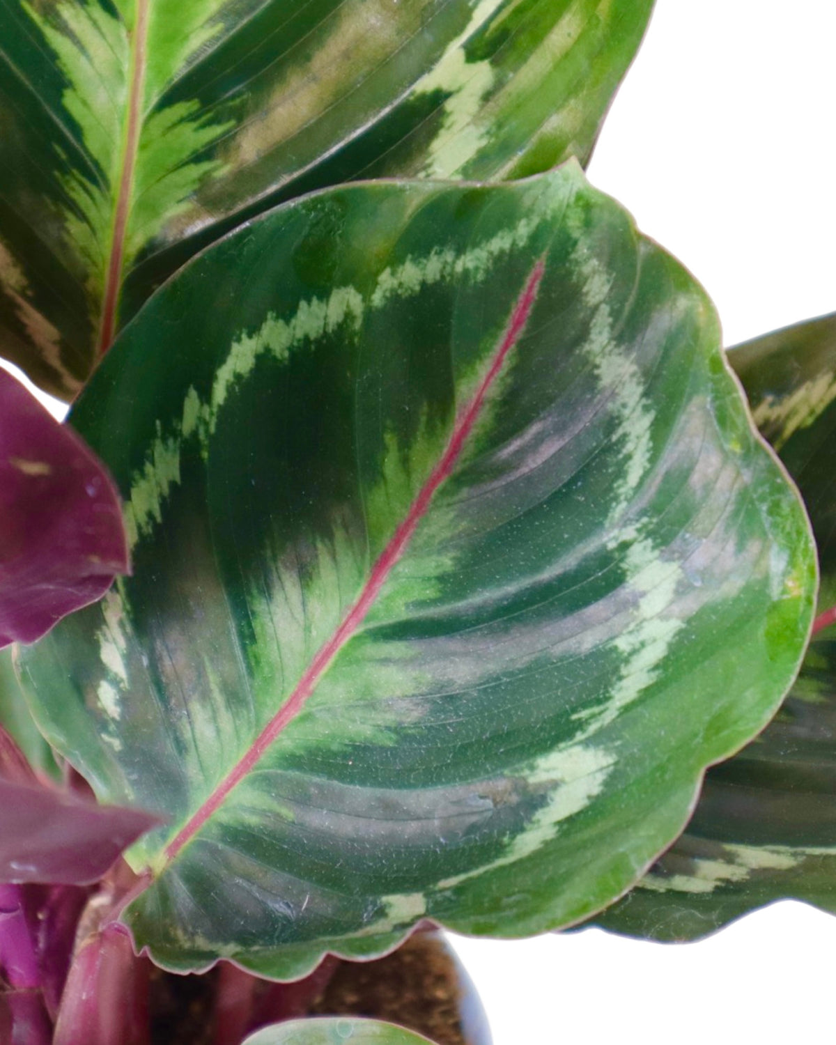 Calathea veitchiona - House Plants