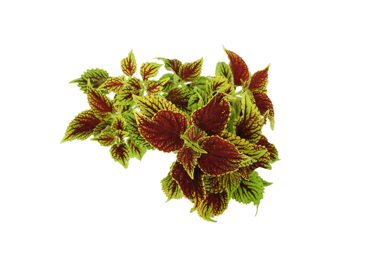 Coleus 'Coleosaurus' - The Garden Corner