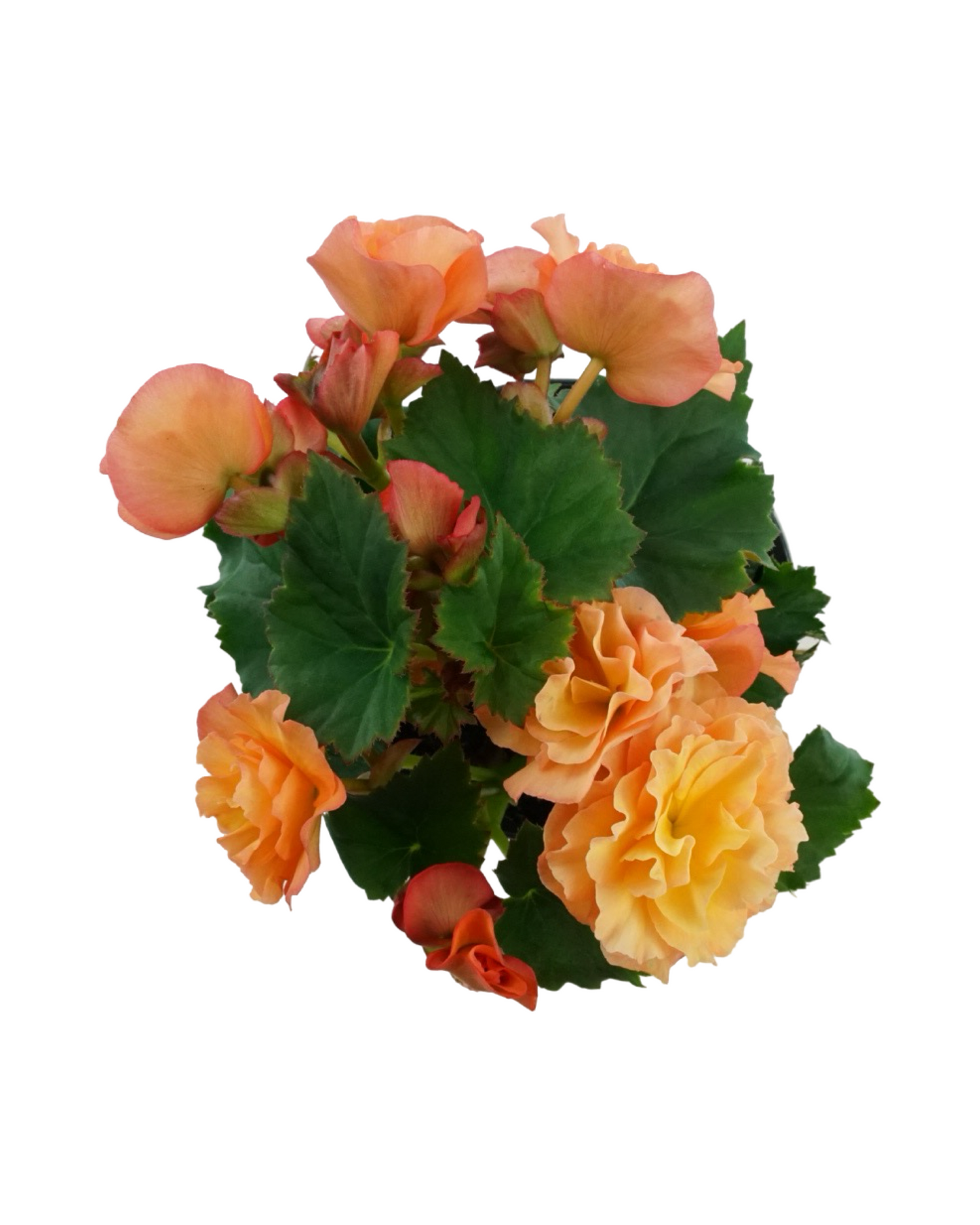 Solar Begonia