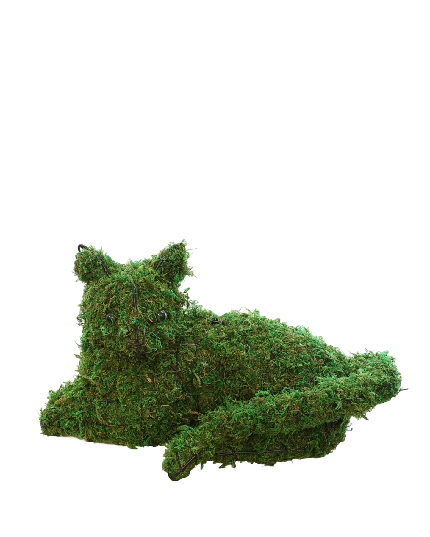 Mossed Cat