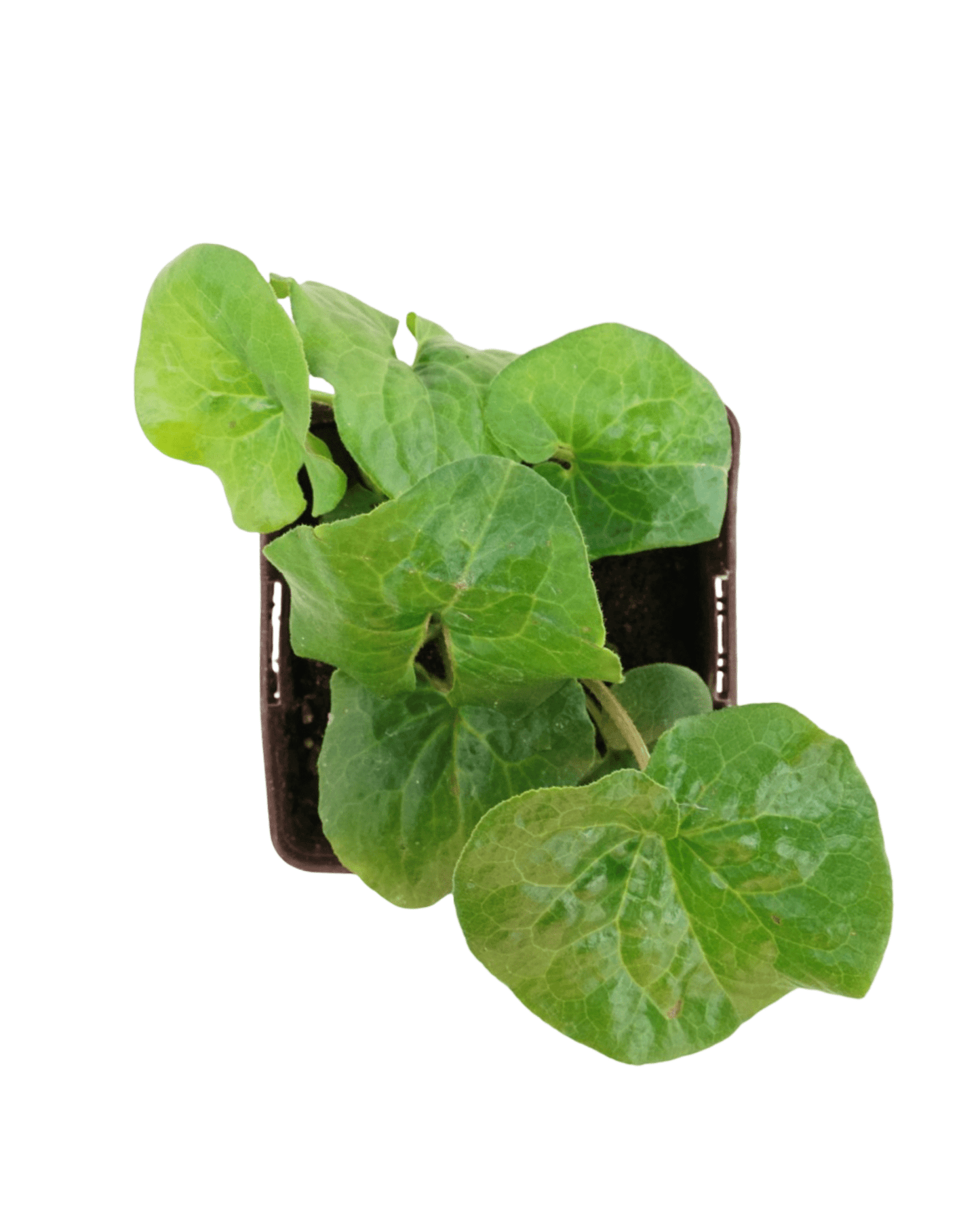 Asarum caudatum - The Garden Corner