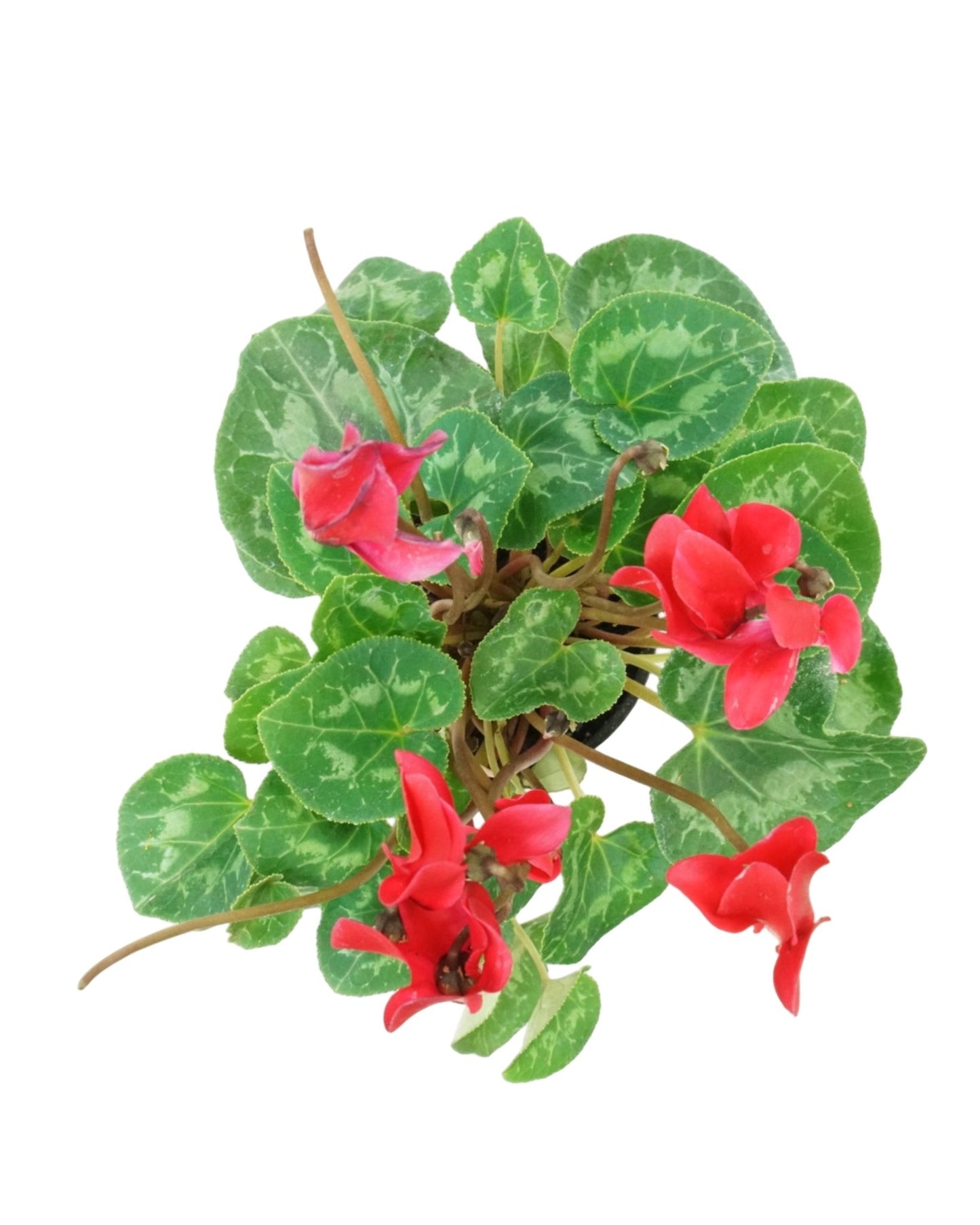 Cyclamen 'SuperSerie Allure Red' - The Garden Corner