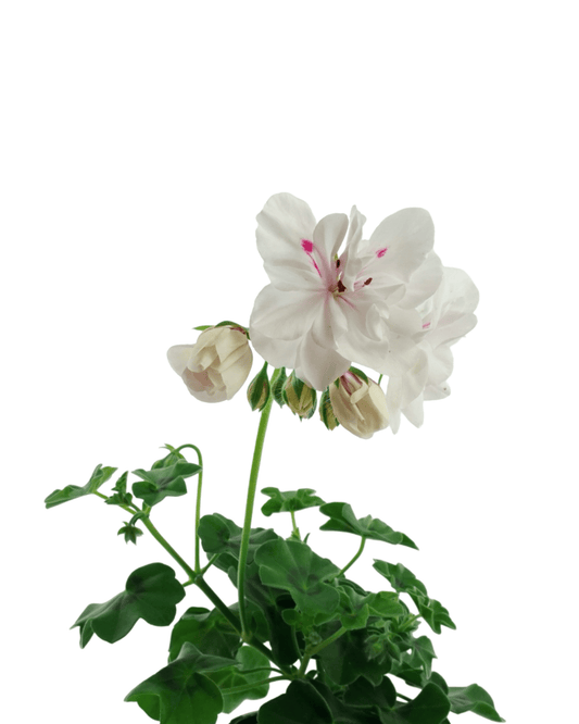 Geranium Ivy Focus™ 'White' - The Garden Corner