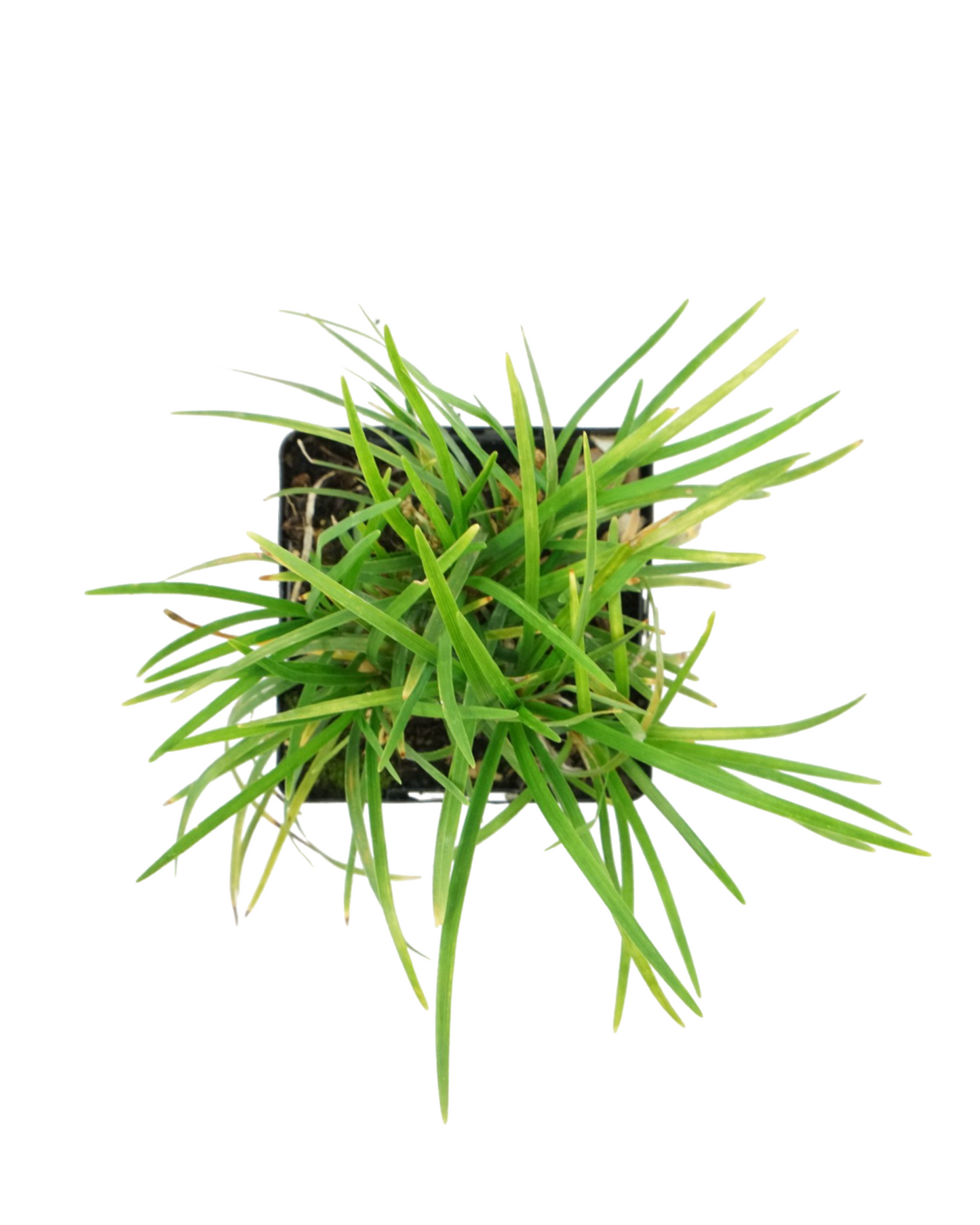 Ophiopogon japonicus 'Nana'