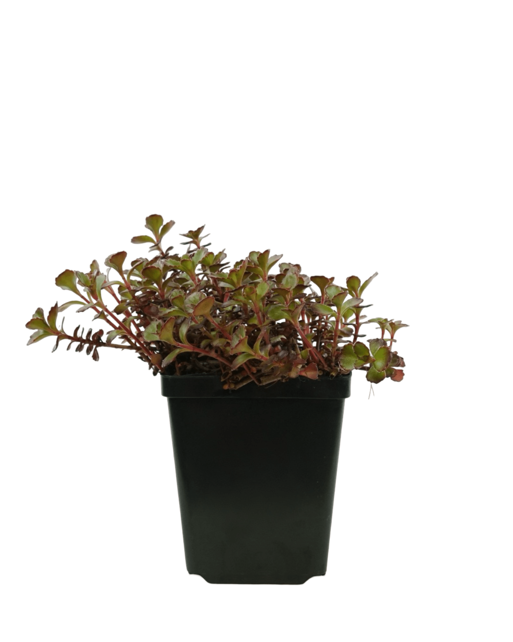 dragons blood succulent Sedum spurium 'Dragon's Blood' – The Garden Corner