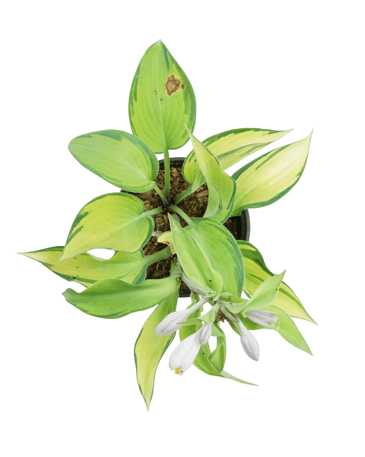 Hosta 'June' - The Garden Corner