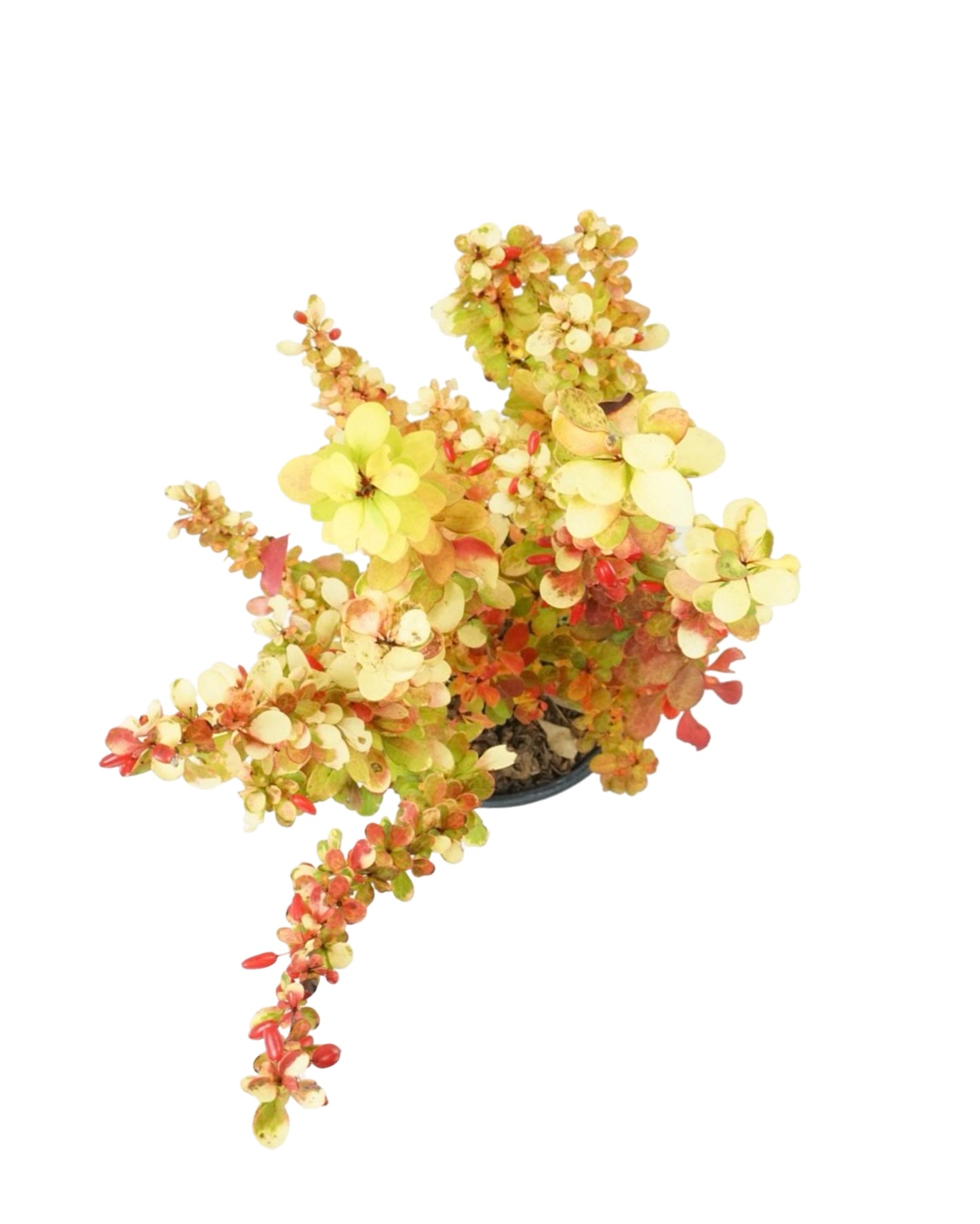 Berberis thunbergii 'Golden Rocket'