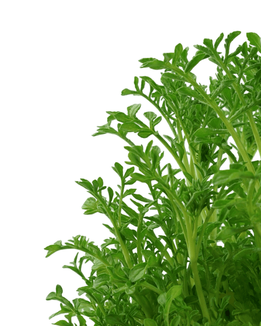 Scabiosa columbaria 'Summer Nights' - The Garden Corner