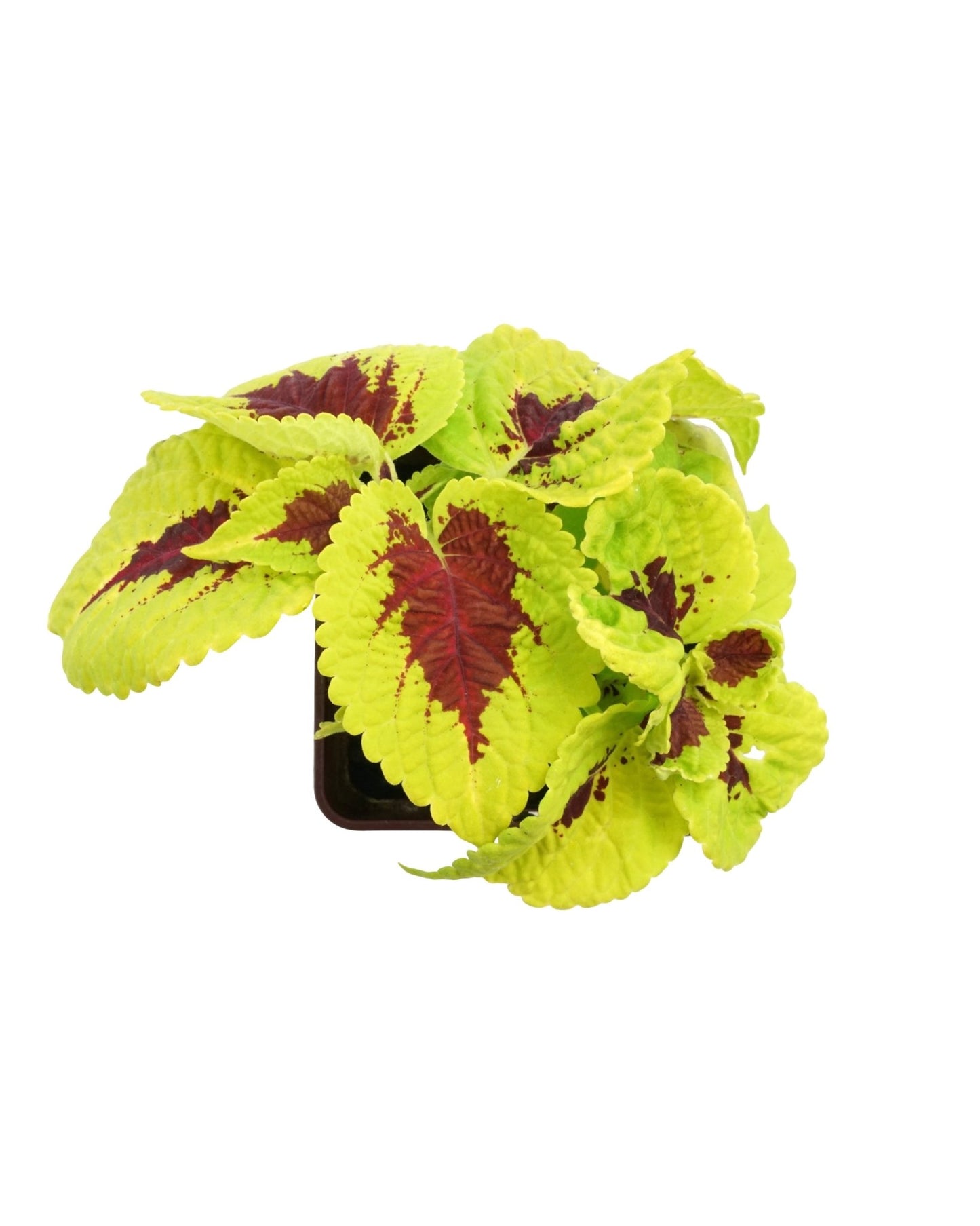 Coleus 'Kong Lime Sprite' - The Garden Corner
