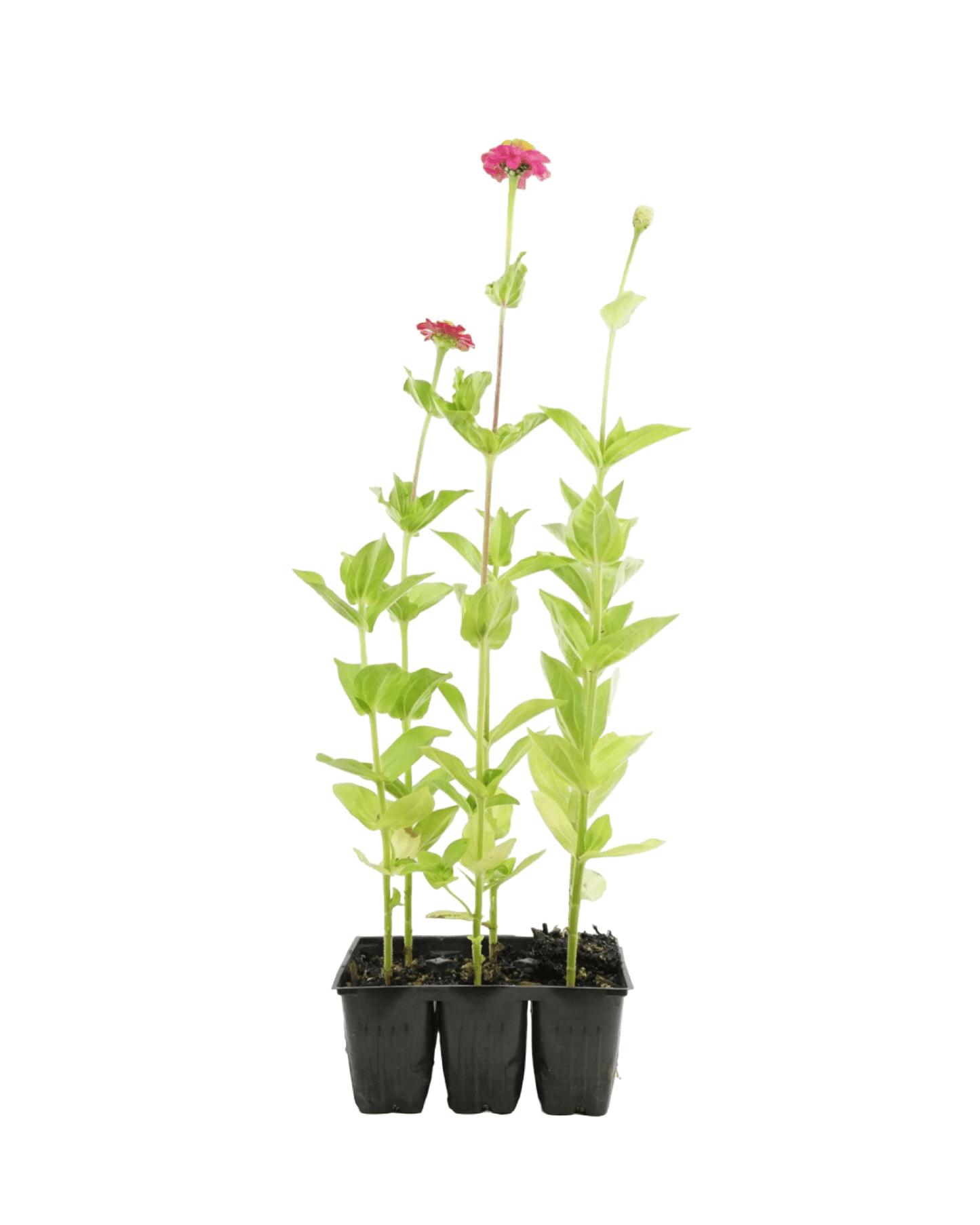 Zinnia Mix 'Cut And Come Again' - The Garden Corner