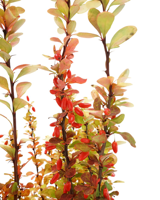 Berberis thunbergii 'Golden Rocket'