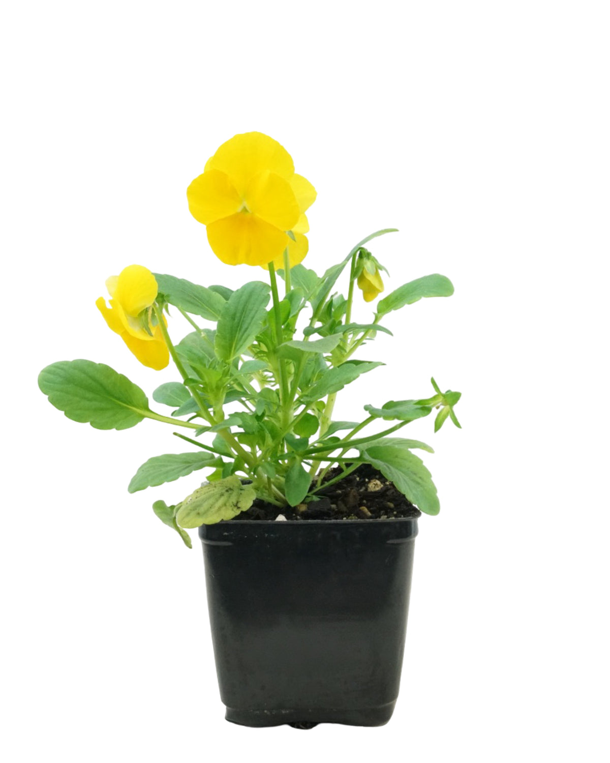 Pansy - Seasonal Plant