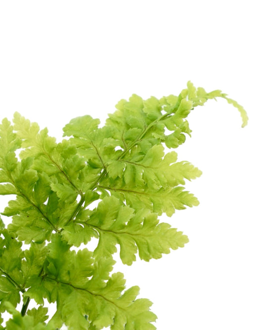 Dryopteris austriaca 'Crispa Whiteside' - The Garden Corner