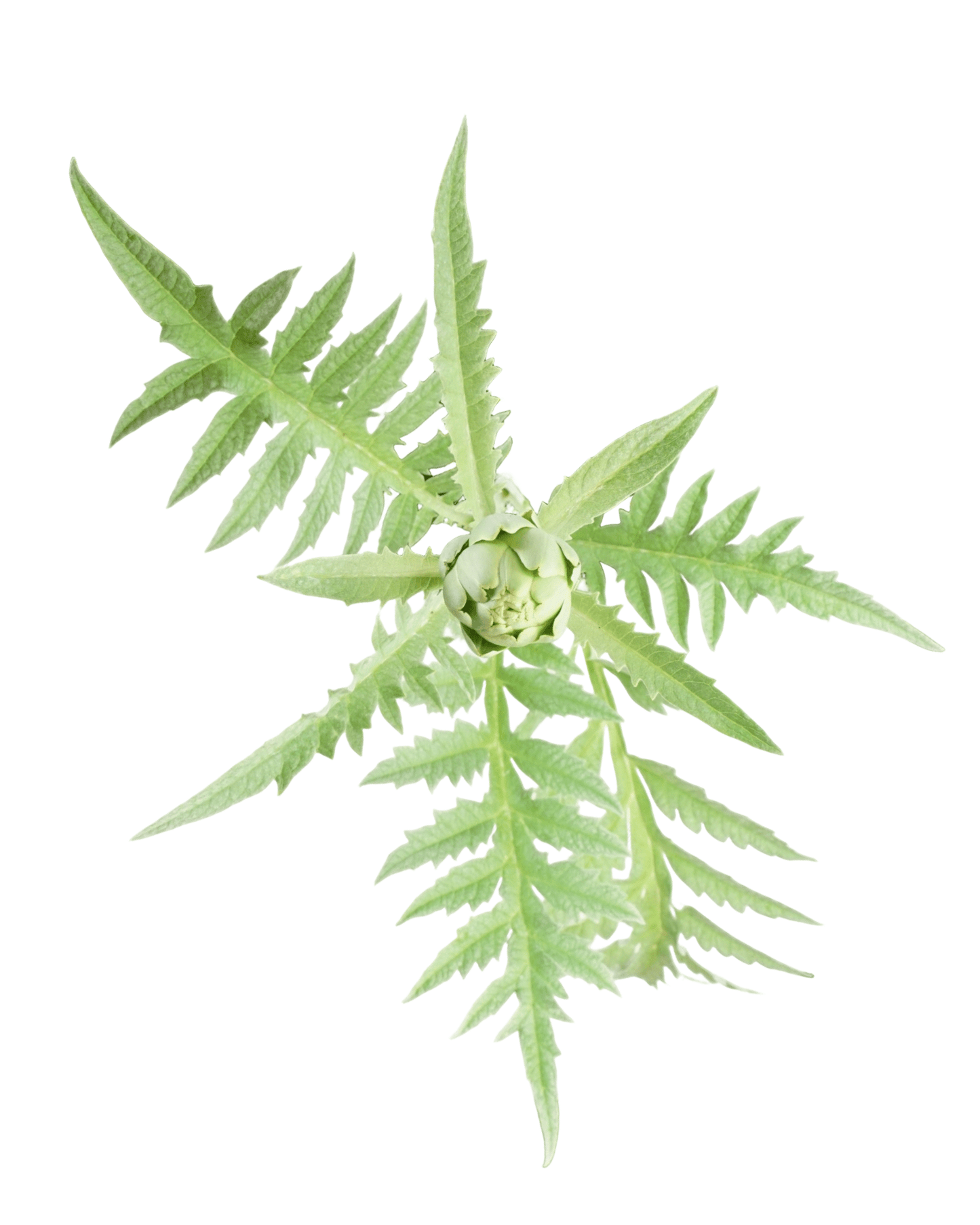 Artichoke 'Green Globe' - The Garden Corner