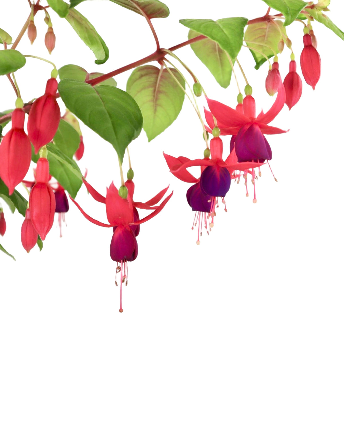 Fuchsia 'Golden Herald' - Perennials