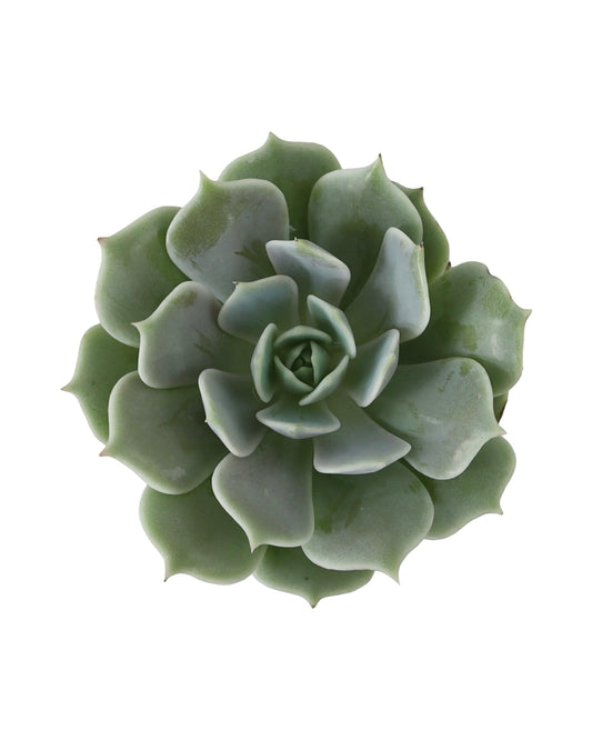 Echeveria ‘Fleur Blanc’ - House Plants