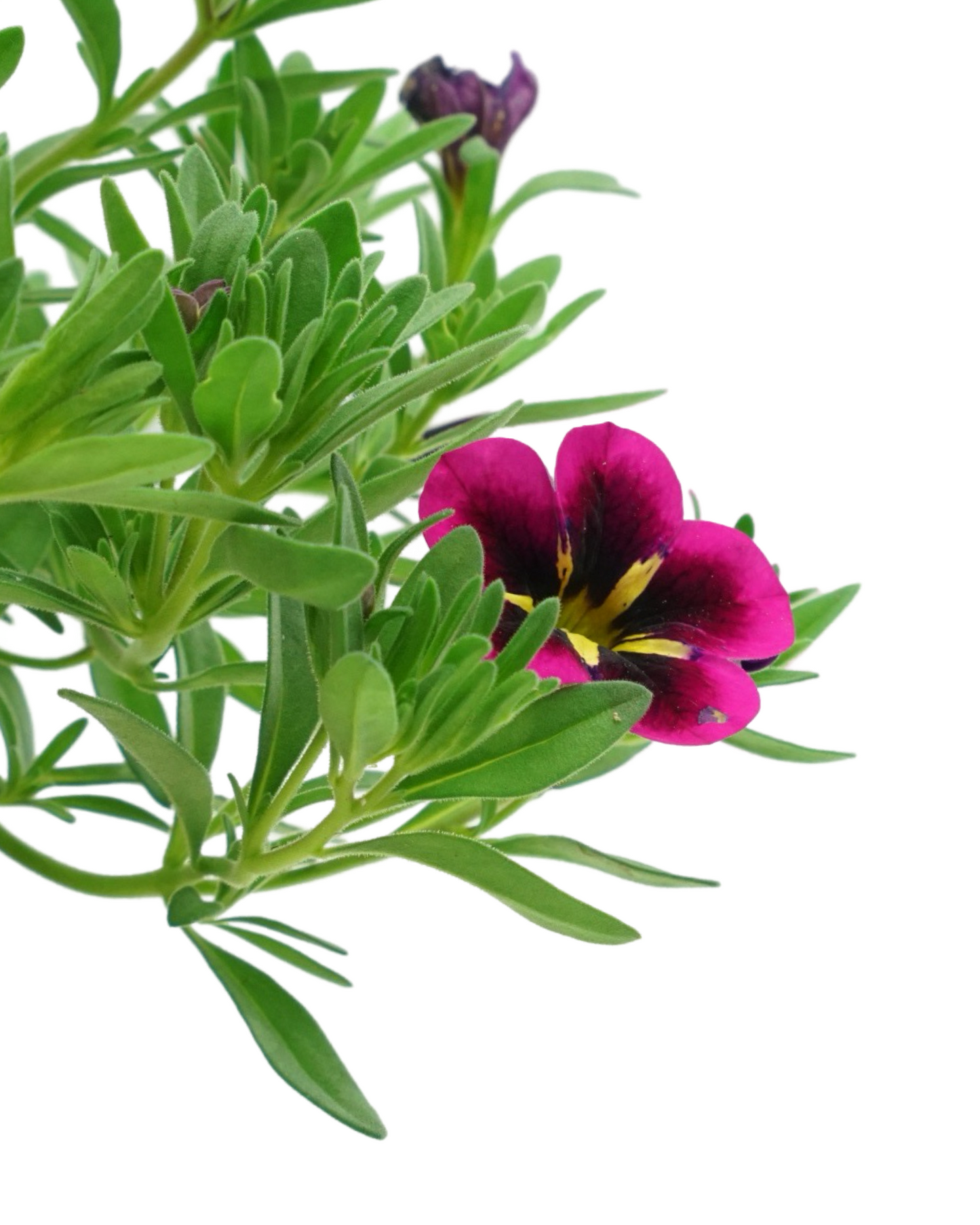 Calibrachoa 'Cabaret Good Night Kiss'