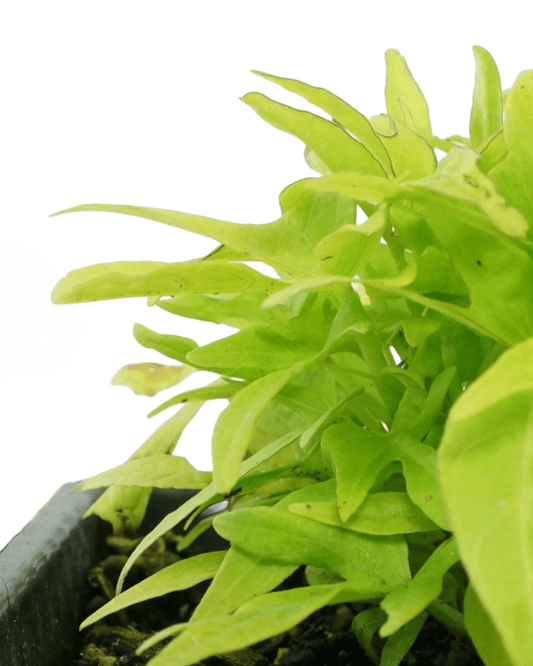 Ipomoea 'FloraMia Limon' - The Garden Corner