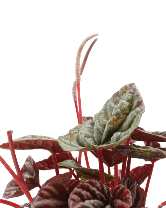 Peperomia caperata 'Luna Grey' - The Garden Corner