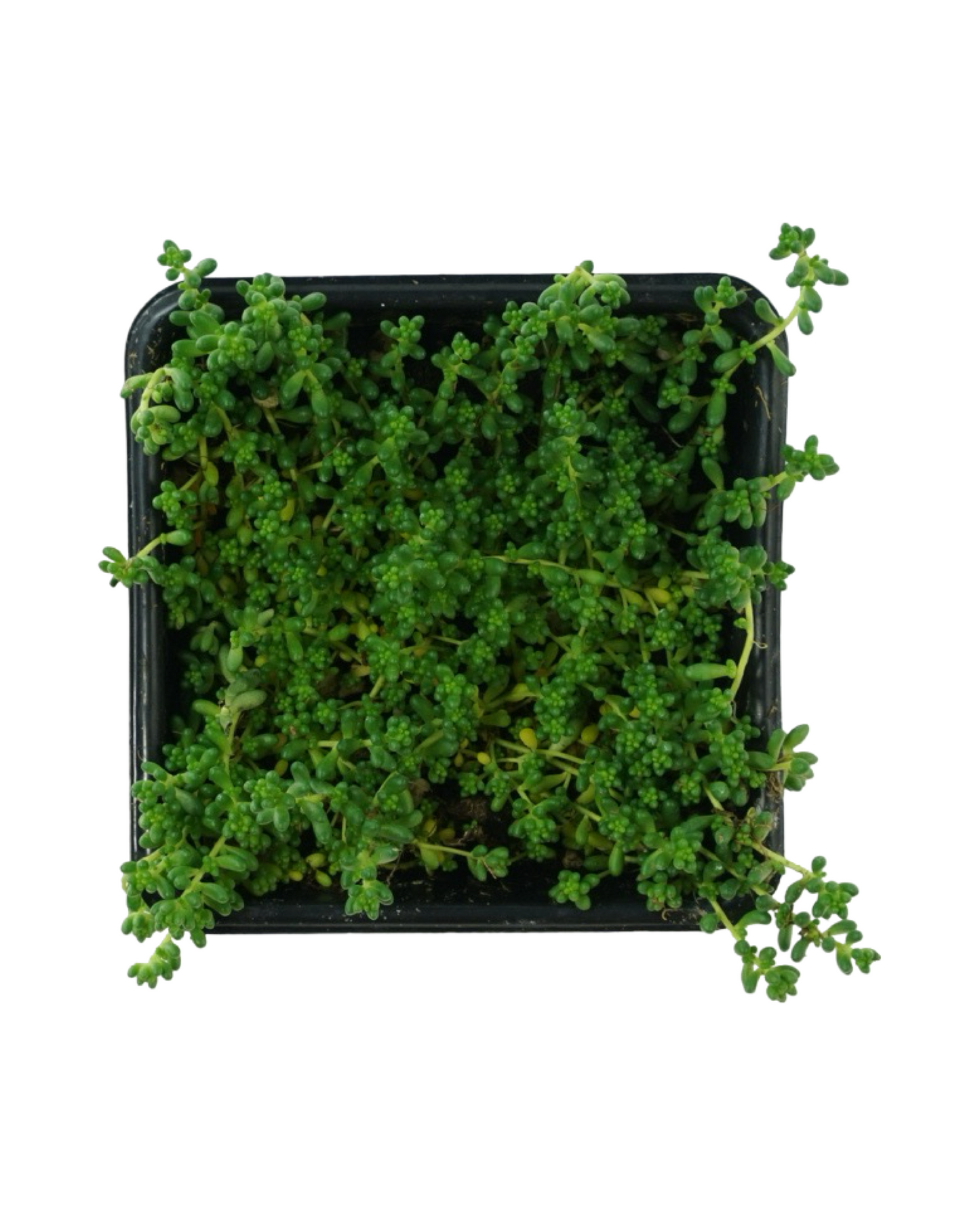 Sedum album chloroticum