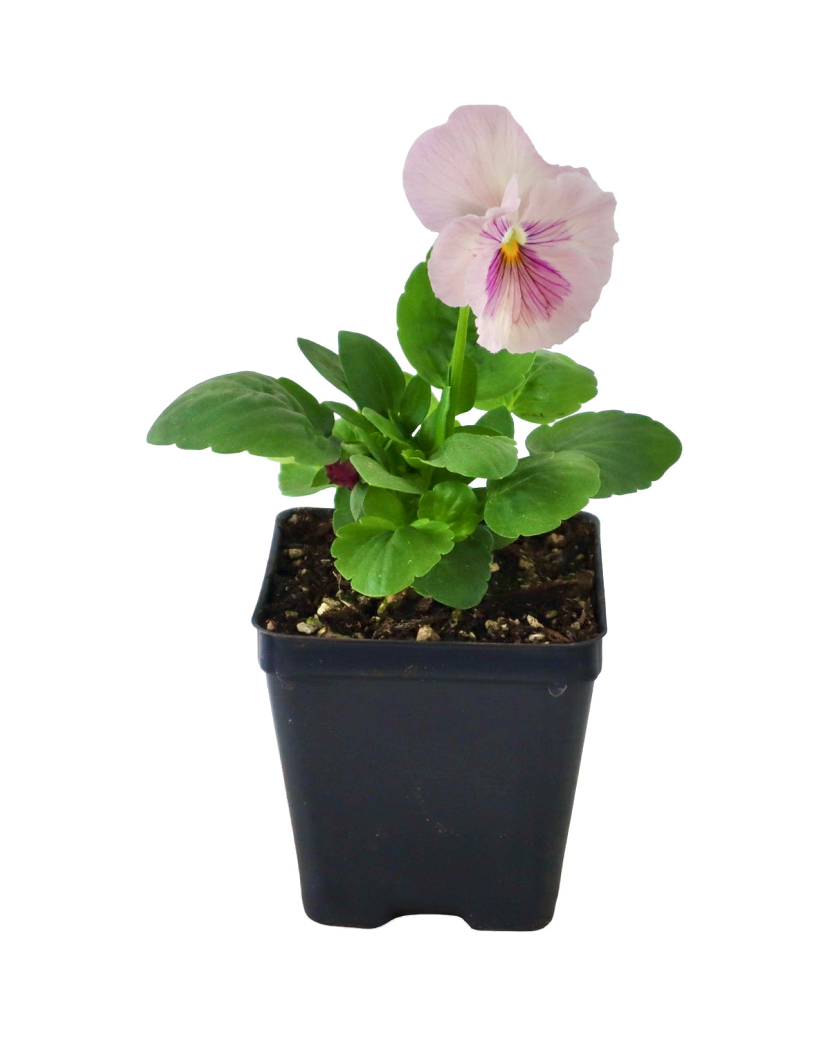 Pansy - Seasonal Plant