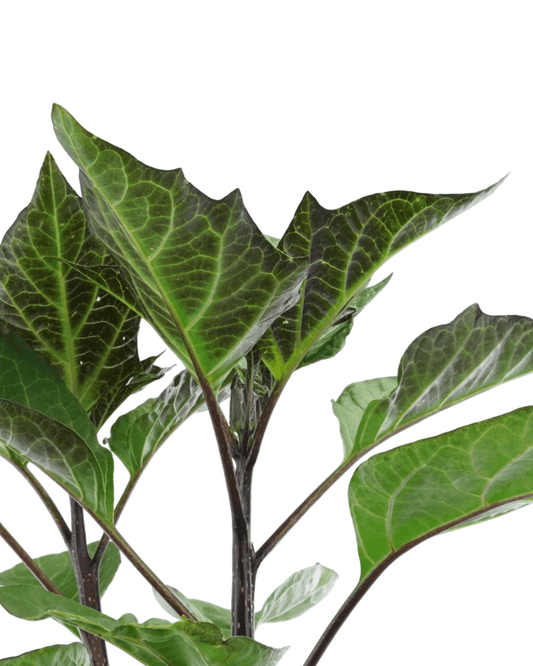 Datura 'Double Lavender' - The Garden Corner