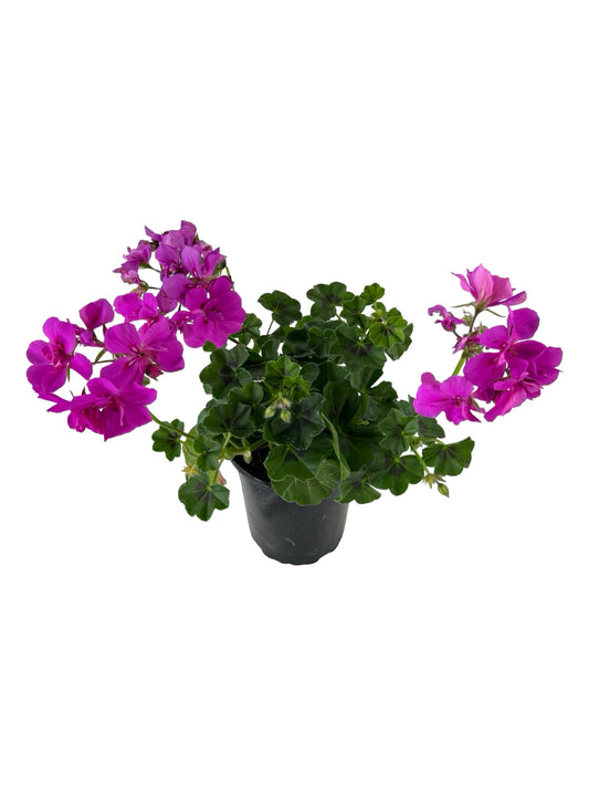Geranium Ivy Focus™ 'Shocking Blue' - Annuals