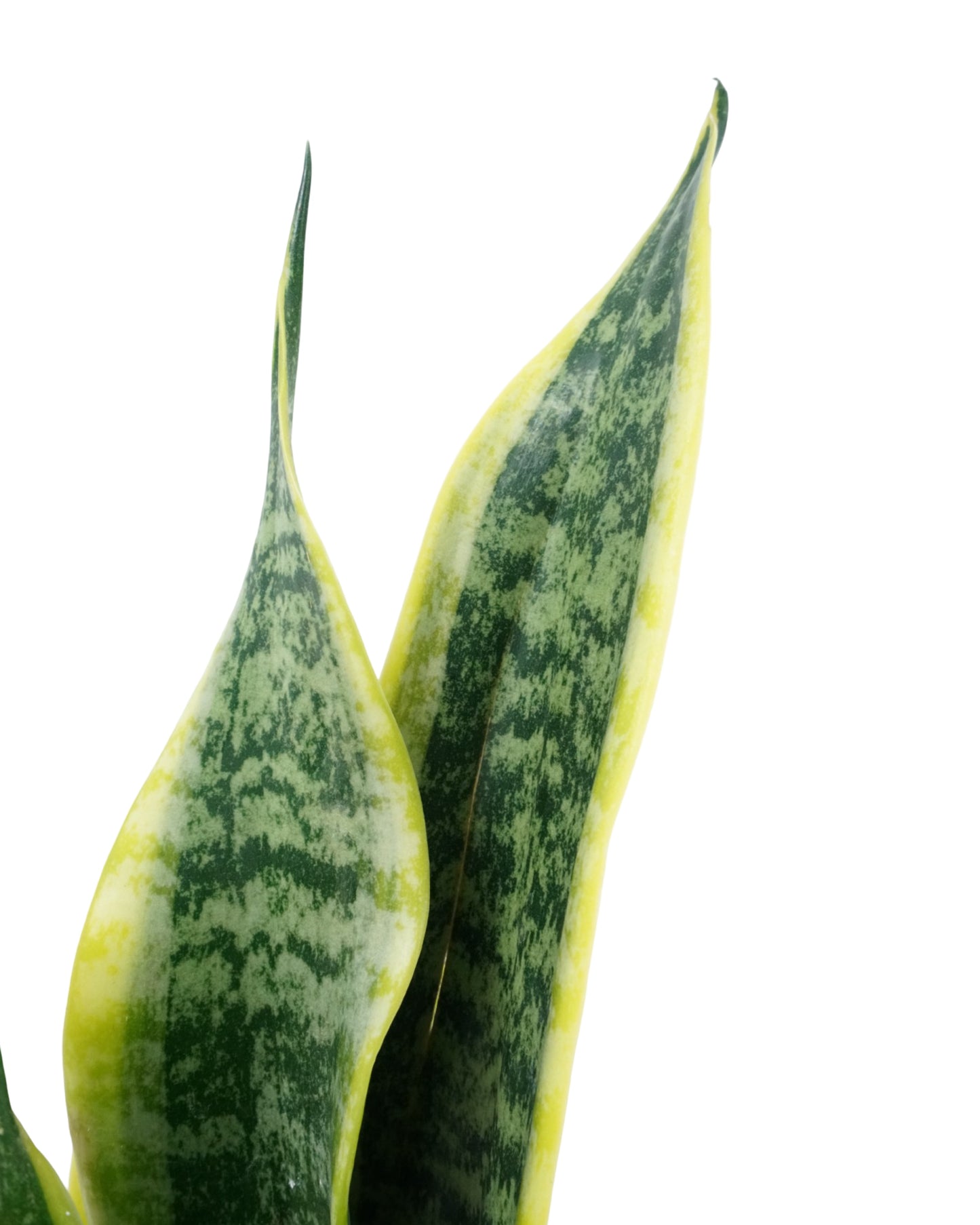 Sansevieria trifasciata 'Laurentii'