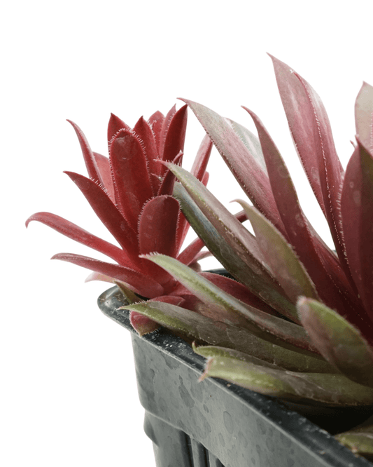 Sempervivum 'Centennial' - The Garden Corner