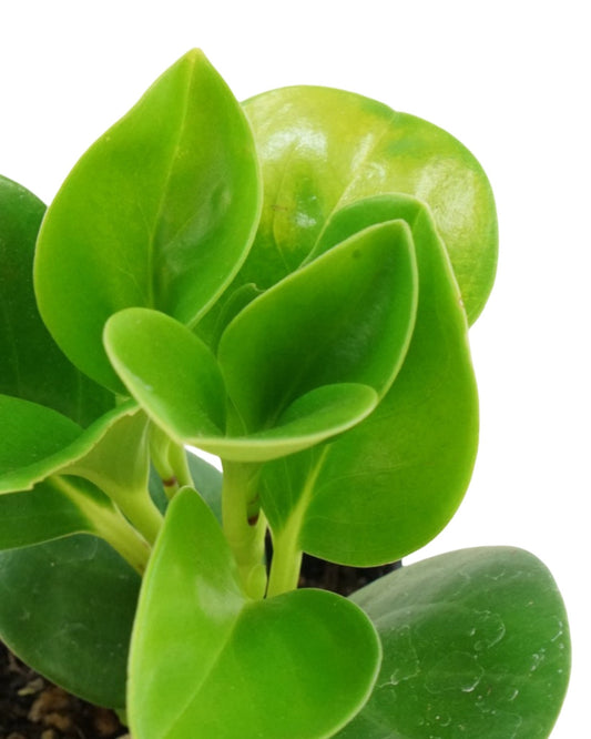 Peperomia obtusifolia - The Garden Corner