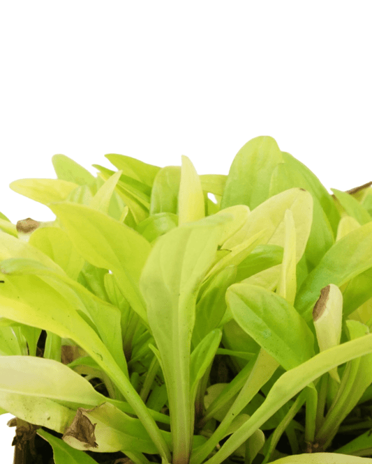 Ajuga 'Cordial Canary' - The Garden Corner