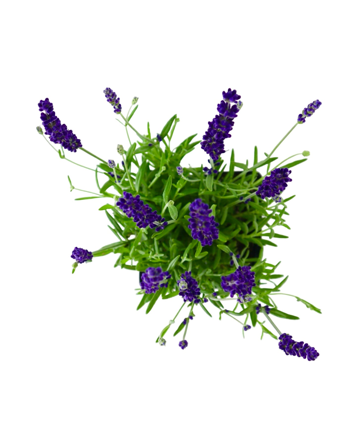 Lavandula angustifolia 'Hidcote Blue' - Herbs and Vegetables