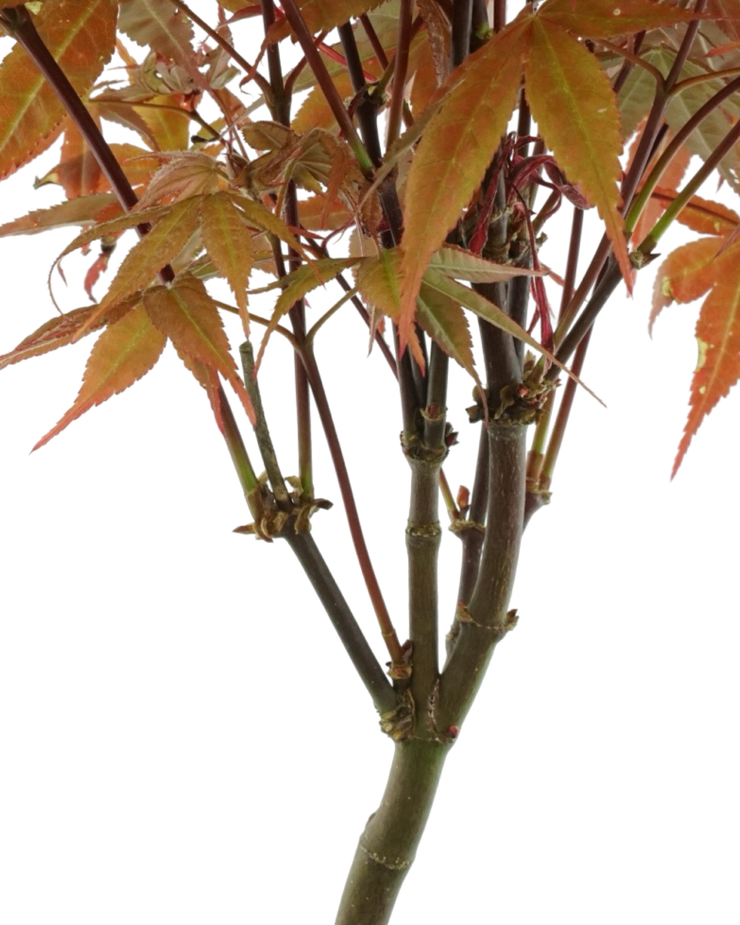 Acer palmatum 'Rhode Island Red'