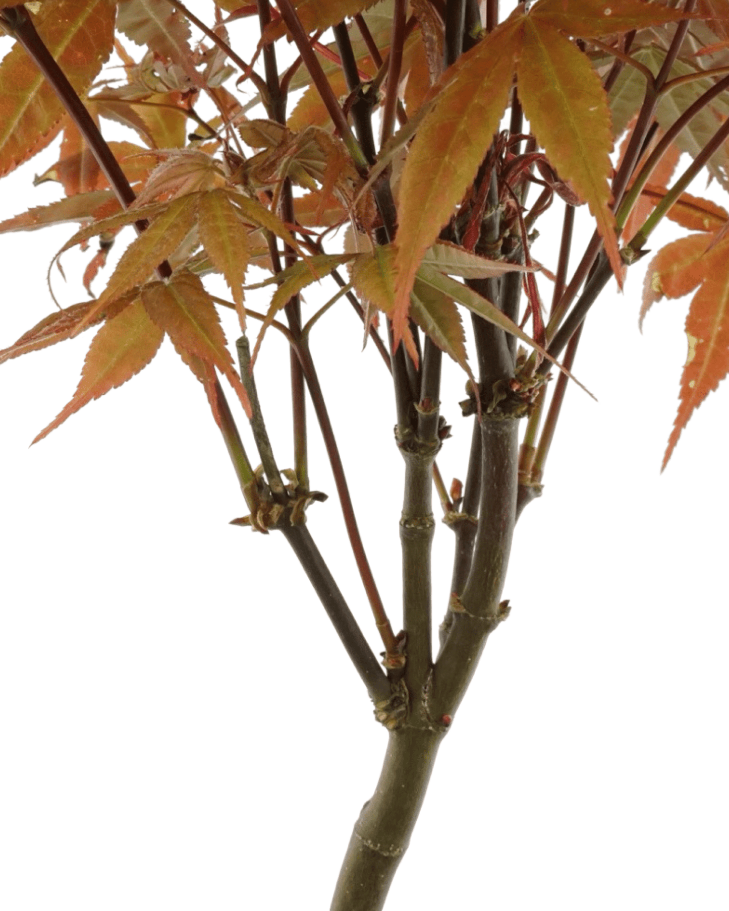 Acer palmatum 'Rhode Island Red' - The Garden Corner