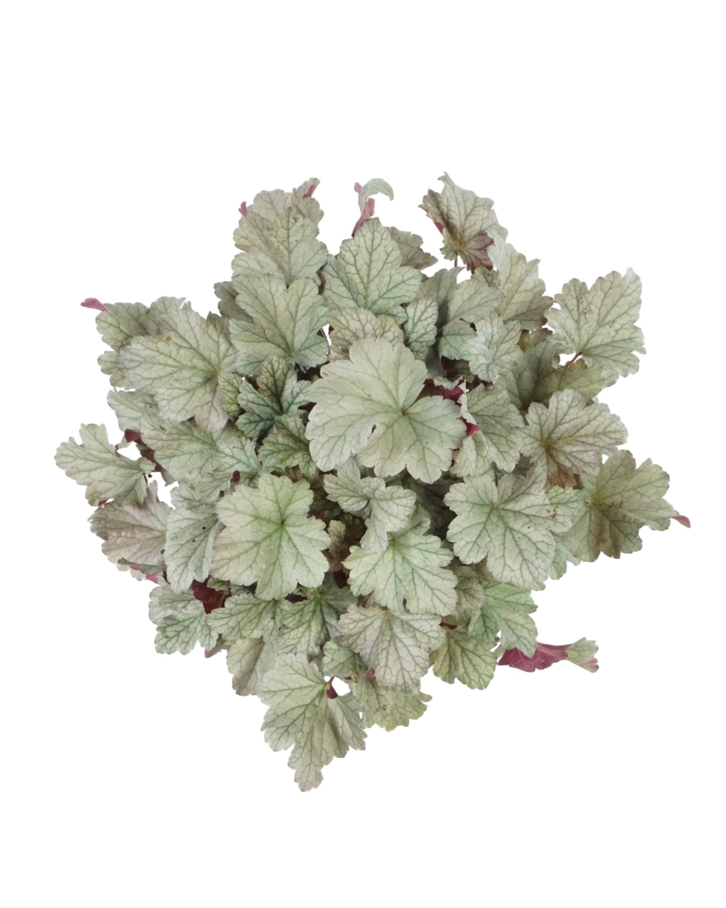 Heuchera 'Stainless Steel'