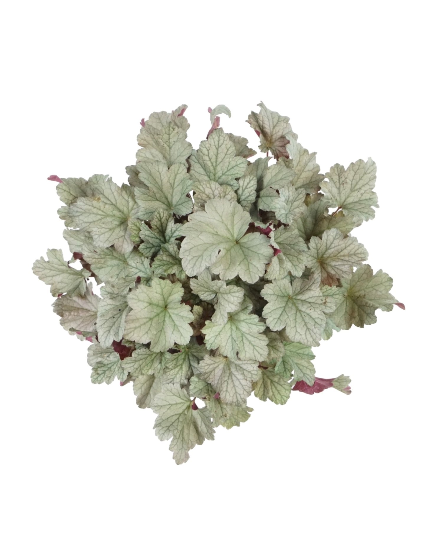 Heuchera 'Stainless Steel' - The Garden Corner