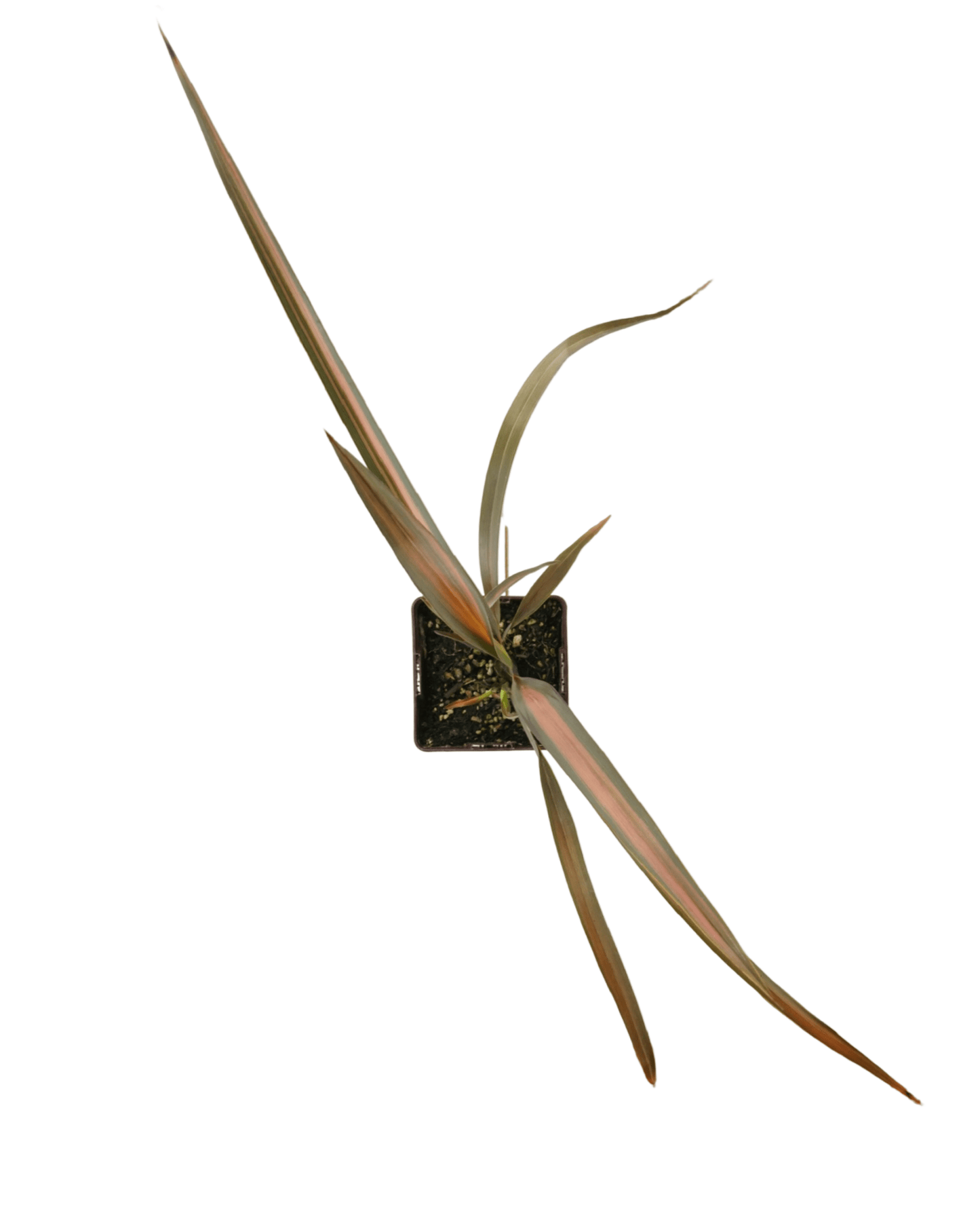 Phormium 'Pink Panther' - The Garden Corner