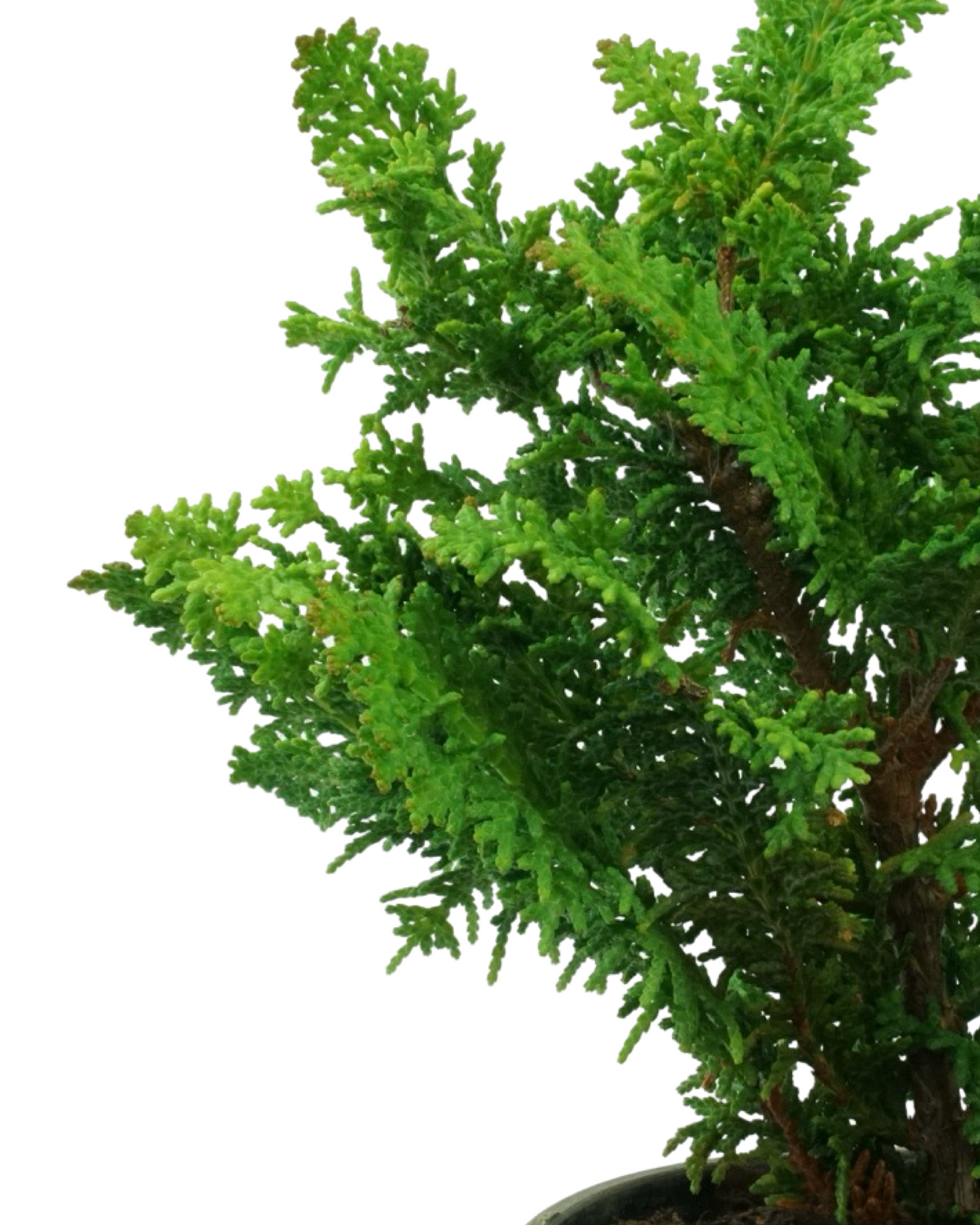 Chamaecyparis obtusa 'Filicoides Compacta'