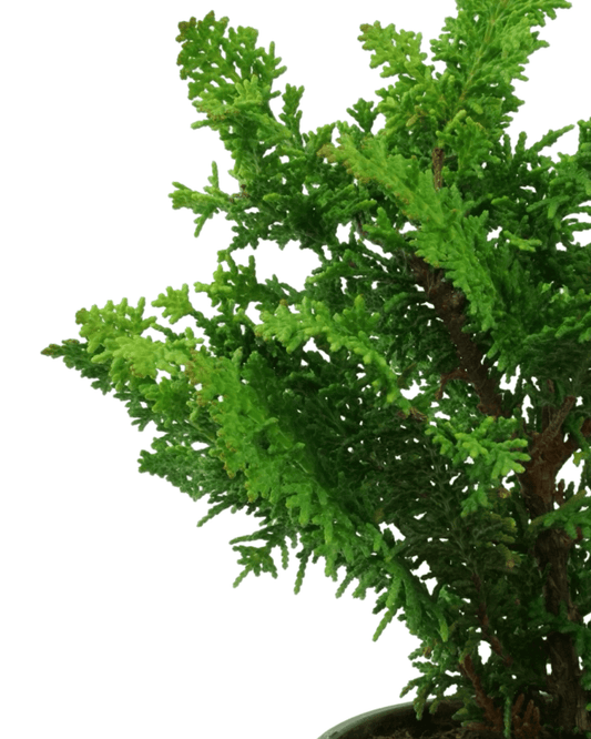 Chamaecyparis obtusa 'Filicoides Compacta' - The Garden Corner