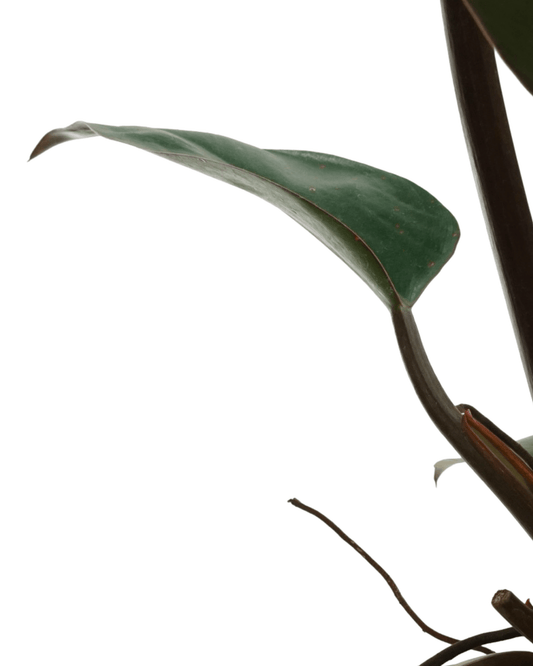 Philodendron 'Rojo Congo' - The Garden Corner